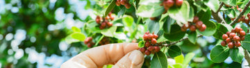 Is it possible to eat coffee berries?
