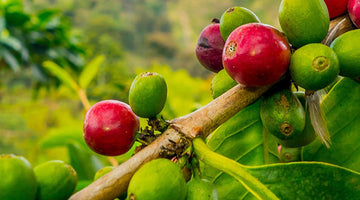 Where does coffee come from?